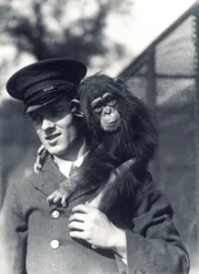 Il guardiano F. Shelly con lo scimpanzé Johnnie o Marco allo zoo di Londra